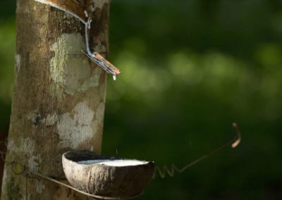 A picture showing a bowl collecting the sap from the rubber tree that is used for making latex foam.